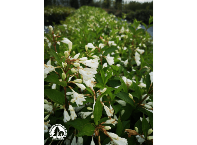 Weigela florida   'Milk and Honey'